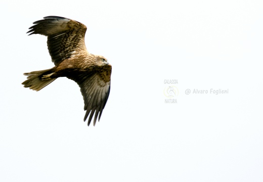 FALCO DI PALUDE; Marsh Harrier; Circus aeruginosus 