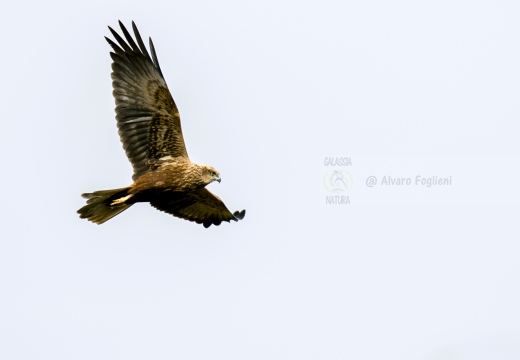 FALCO DI PALUDE; Marsh Harrier; Circus aeruginosus 