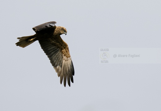 FALCO DI PALUDE; Marsh Harrier; Circus aeruginosus 