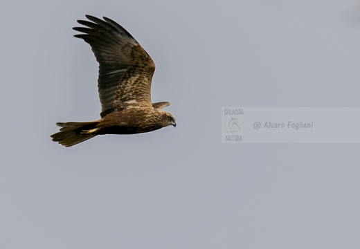 FALCO DI PALUDE; Marsh Harrier; Circus aeruginosus 