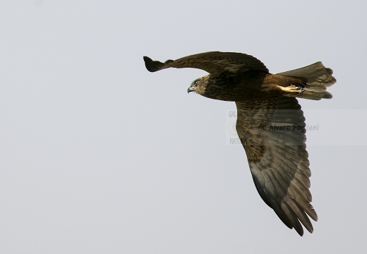 FALCO DI PALUDE; Marsh Harrier; Circus aeruginosus 