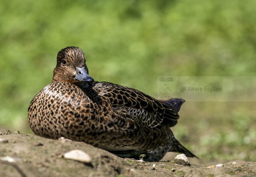 FISCHIONE; Wigeon; Anas penelope 