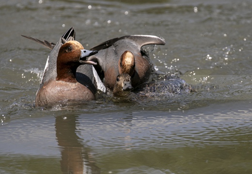 FISCHIONE; Wigeon; Anas penelope 