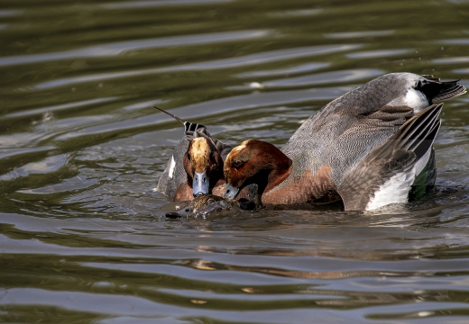 FISCHIONE; Wigeon; Anas penelope 