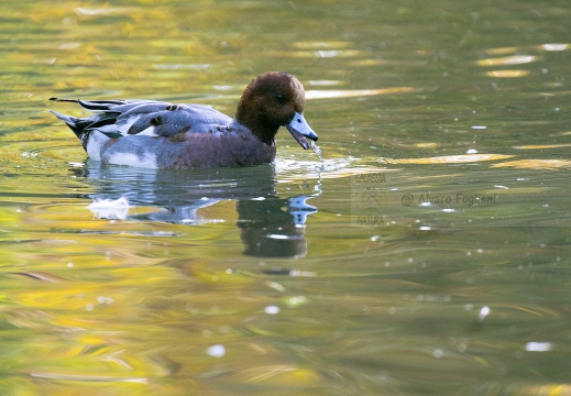 FISCHIONE; Wigeon; Anas penelope 