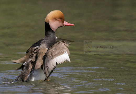 FISTIONE TURCO; Red-crested Pochard; Netta rufina