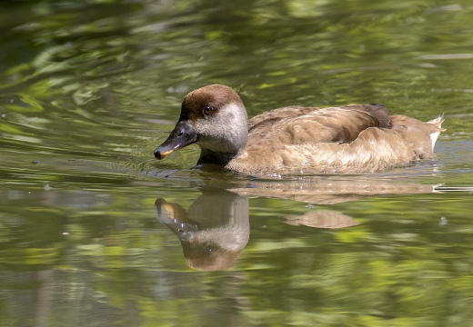 FISTIONE TURCO; Red-crested Pochard; Netta rufina