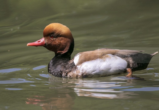 FISTIONE TURCO; Red-crested Pochard; Netta rufina