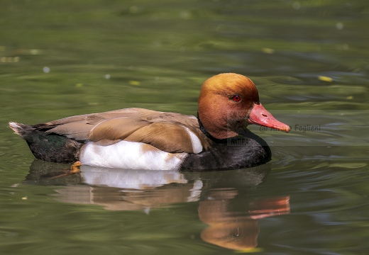 FISTIONE TURCO; Red-crested Pochard; Netta rufina