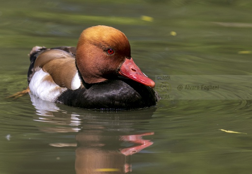 FISTIONE TURCO; Red-crested Pochard; Netta rufina