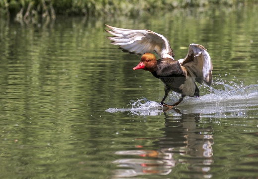 FISTIONE TURCO; Red-crested Pochard; Netta rufina