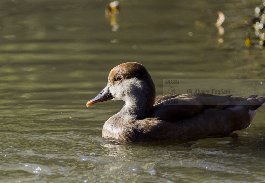 FISTIONE TURCO; Red-crested Pochard; Netta rufina