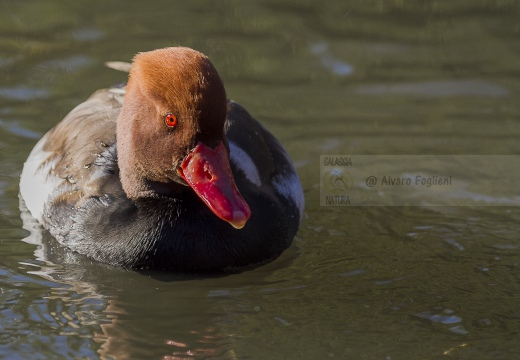 FISTIONE TURCO; Red-crested Pochard; Netta rufina