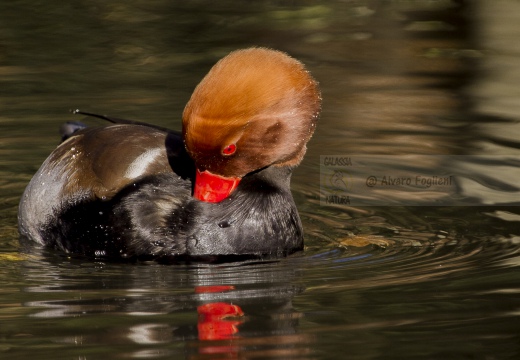 FISTIONE TURCO; Red-crested Pochard; Netta rufina