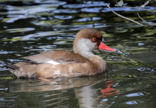 FISTIONE TURCO; Red-crested Pochard; Netta rufina