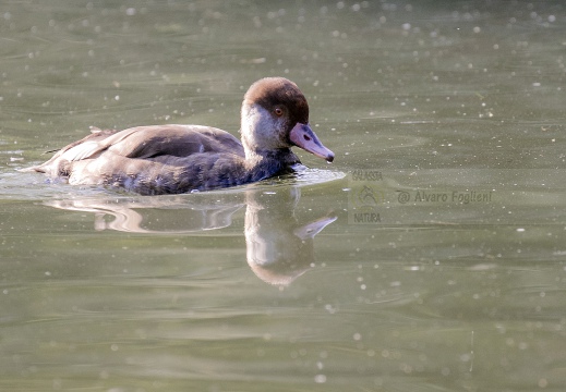 FISTIONE TURCO; Red-crested Pochard; Netta rufina