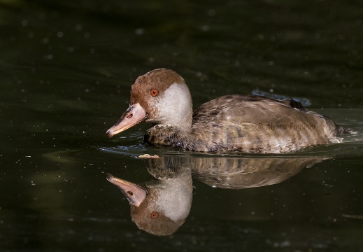 FISTIONE TURCO; Red-crested Pochard; Netta rufina