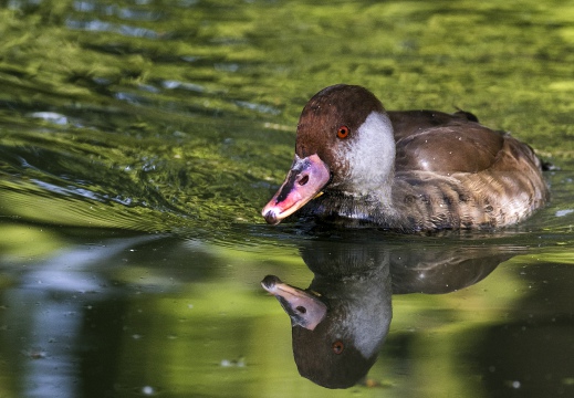 FISTIONE TURCO; Red-crested Pochard; Netta rufina