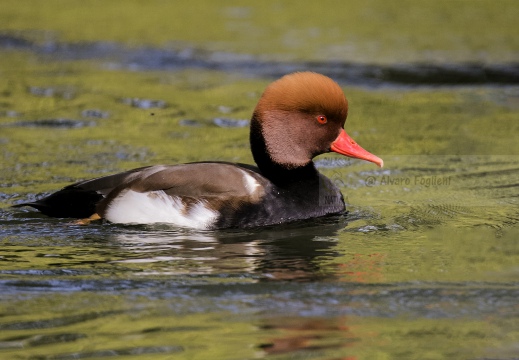 FISTIONE TURCO; Red-crested Pochard; Netta rufina