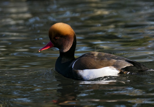 FISTIONE TURCO; Red-crested Pochard; Netta rufina