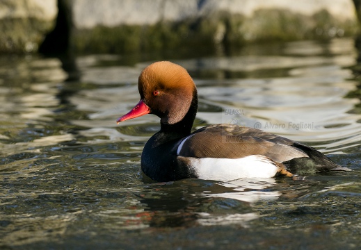 FISTIONE TURCO; Red-crested Pochard; Netta rufina