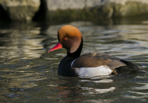 FISTIONE TURCO; Red-crested Pochard; Netta rufina