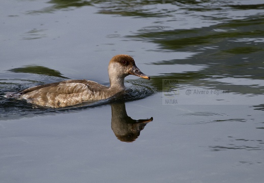 FISTIONE TURCO; Red-crested Pochard; Netta rufina