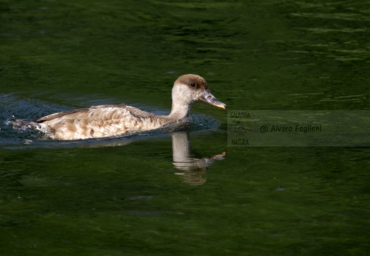 FISTIONE TURCO; Red-crested Pochard; Netta rufina