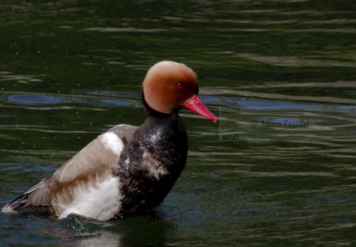 FISTIONE TURCO; Red-crested Pochard; Netta rufina