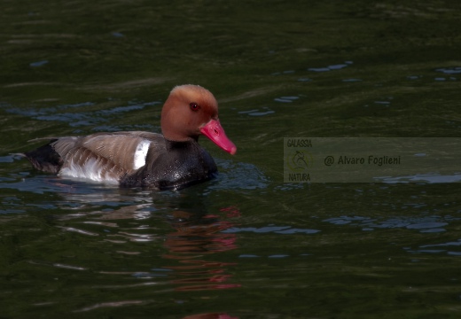 FISTIONE TURCO; Red-crested Pochard; Netta rufina