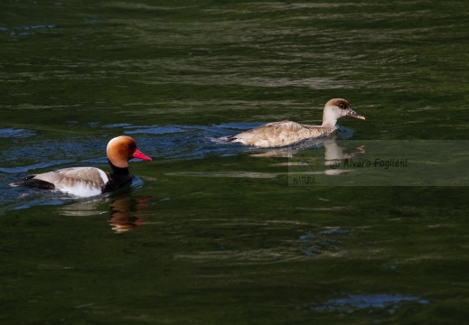 FISTIONE TURCO; Red-crested Pochard; Netta rufina