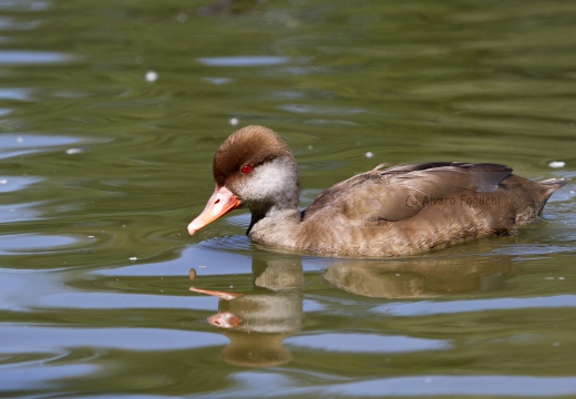 FISTIONE TURCO; Red-crested Pochard; Netta rufina