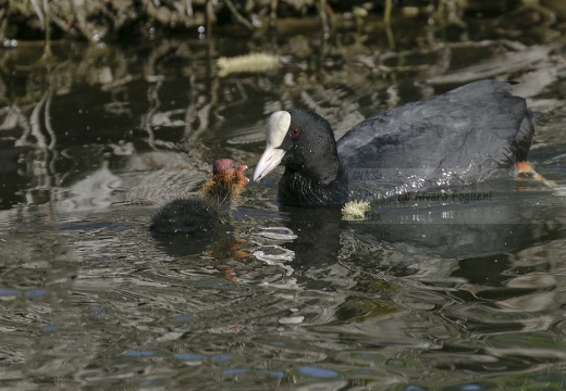 FOLAGA; Coot; Fulica atra