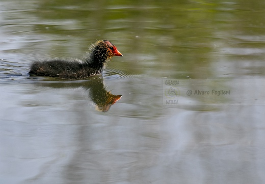 FOLAGA; Coot; Fulica atra