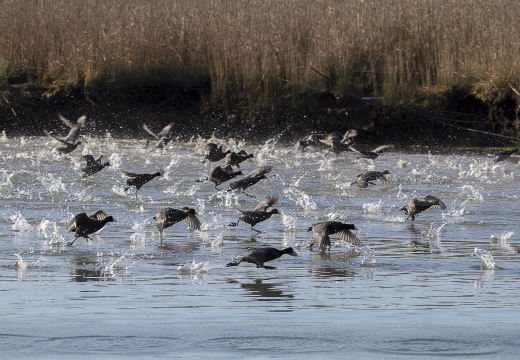 FOLAGA; Coot; Fulica atra