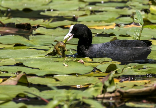 FOLAGA; Coot; Fulica atra