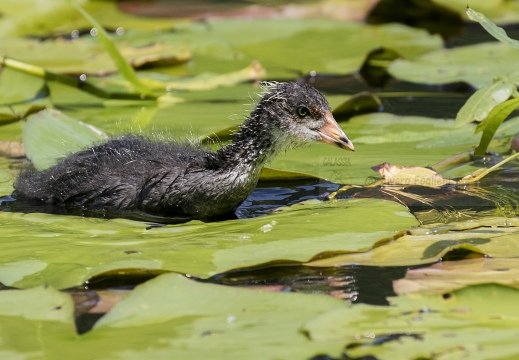 FOLAGA; Coot; Fulica atra