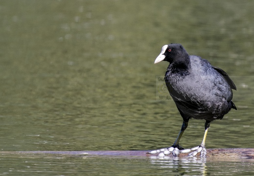 FOLAGA; Coot; Fulica atra