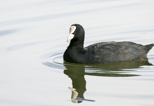 FOLAGA; Coot; Fulica atra