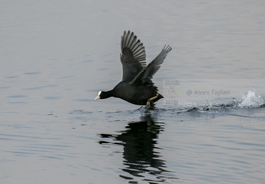 FOLAGA; Coot; Fulica atra