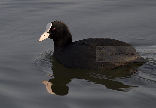 FOLAGA; Coot; Fulica atra