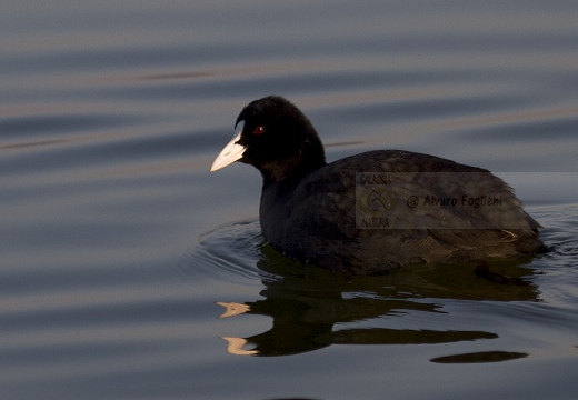 FOLAGA; Coot; Fulica atra