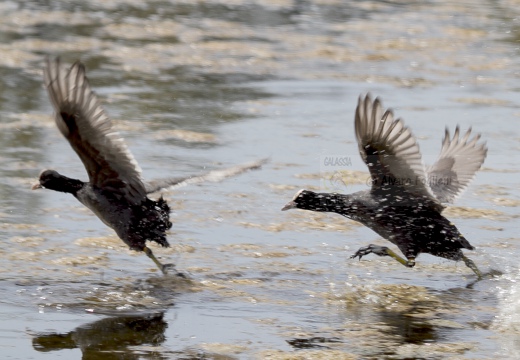 FOLAGA; Coot; Fulica atra