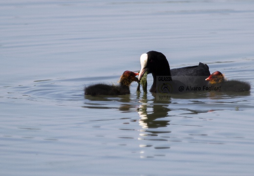 FOLAGA; Coot; Fulica atra