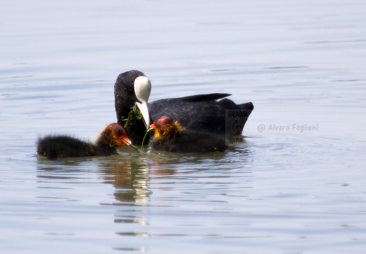 FOLAGA; Coot; Fulica atra