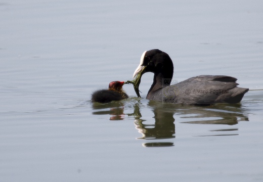 FOLAGA; Coot; Fulica atra