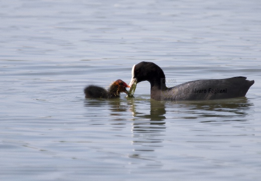 FOLAGA; Coot; Fulica atra