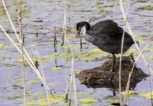 FOLAGA; Coot; Fulica atra