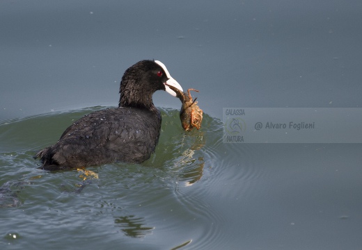 FOLAGA; Coot; Fulica atra