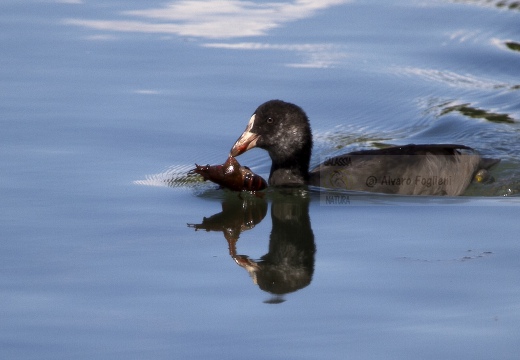 FOLAGA; Coot; Fulica atra